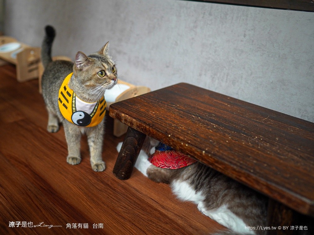 台南角落有貓 菜單 台南 貓咪咖啡廳 老宅餐廳 台南美食推薦 親子景點 日式老宅 貓奴 甜點