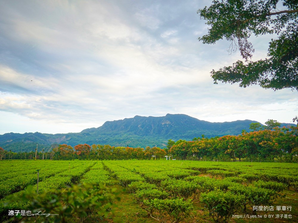 阿度的店 台東景點 鹿野 租車 電動單車遊 綠色隧道 躺馬路 體驗 自行車