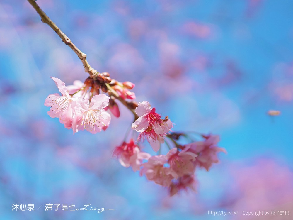 沐心泉休閒農場 2022 櫻花花況 票價 台中景點 預約 新社 親子景點 接泊車 白雪木 黃金楓