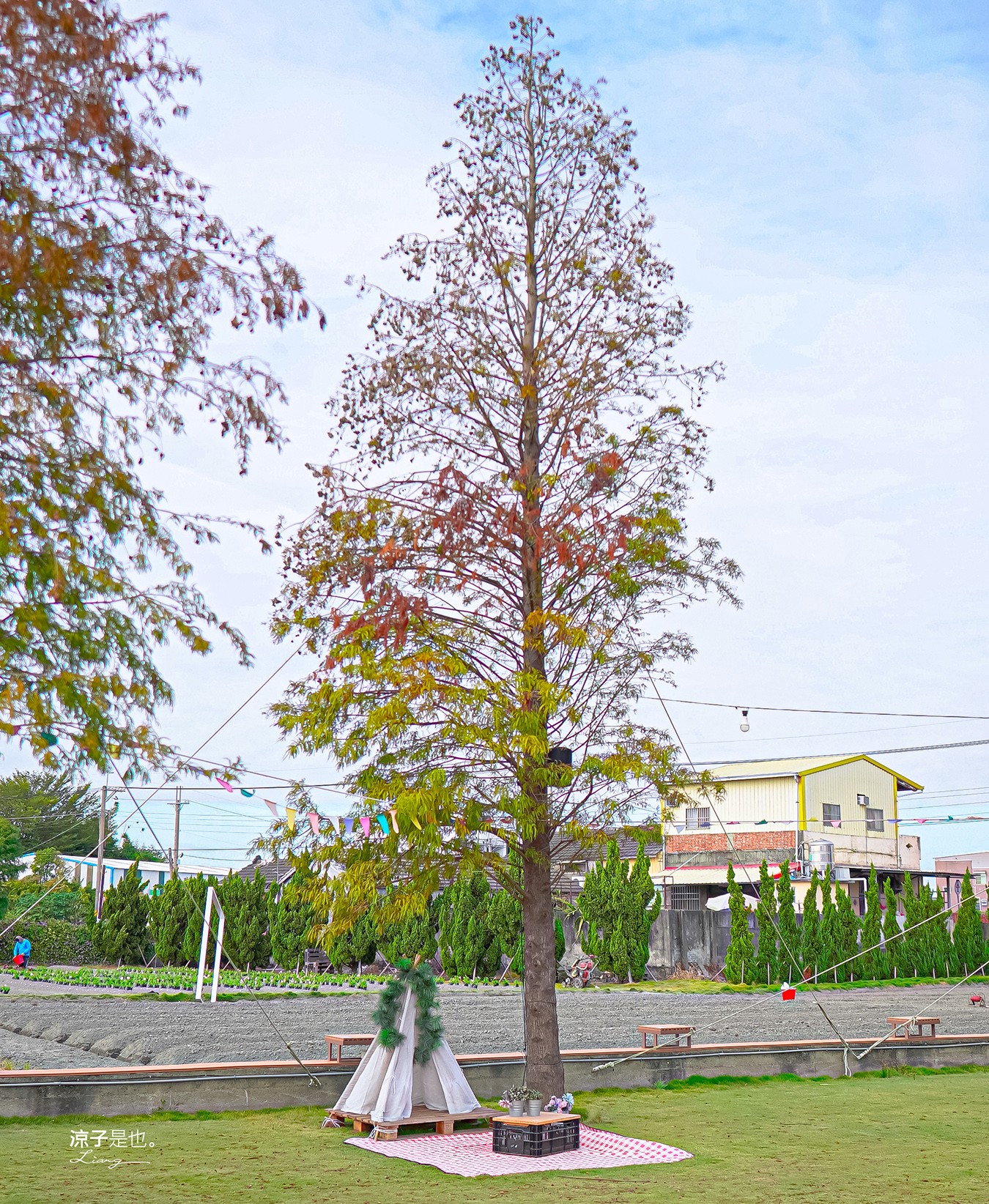 董家花田 菜單 門票 景點 彰化景點 田尾景觀餐廳 花海 戶外野餐 咖啡 交通