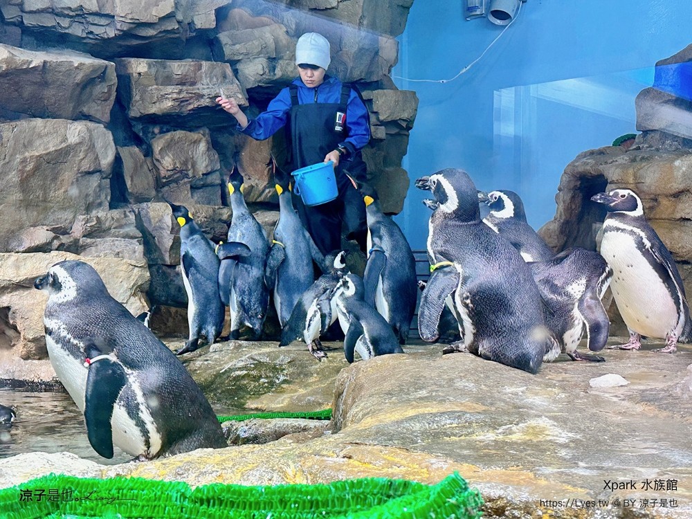 xpark水族館 門票優惠 桃園 親子景點 最新攻略 必看展區 美食餐廳 交通 停車 住宿