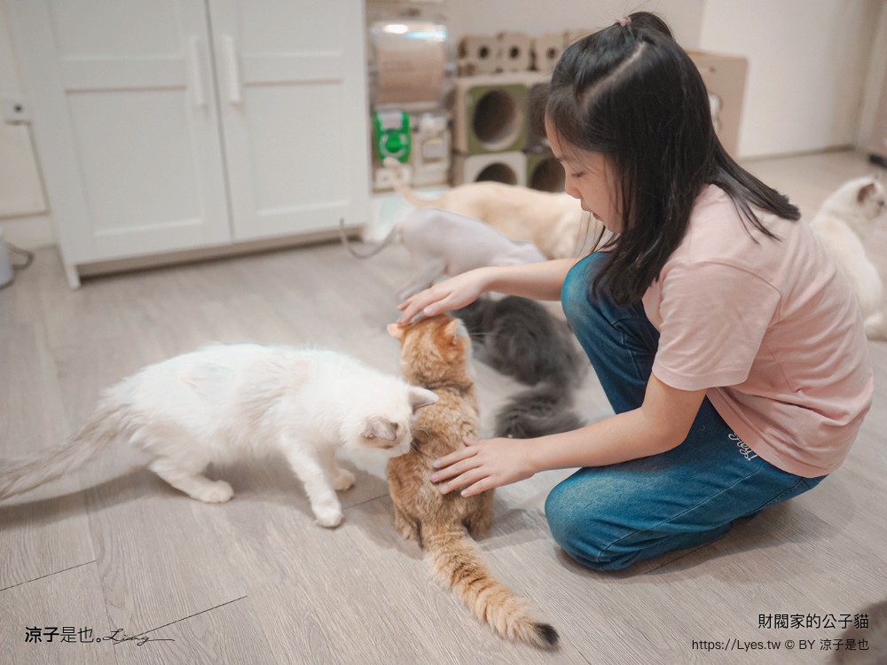 財閥家的公子貓 台南擼貓咖啡廳 台南景點推薦 狐獴 台南親子景點 室內景點 貓咪咖啡館 浣熊 狐獴 袋鼠 球蟒 雪貂 守宮