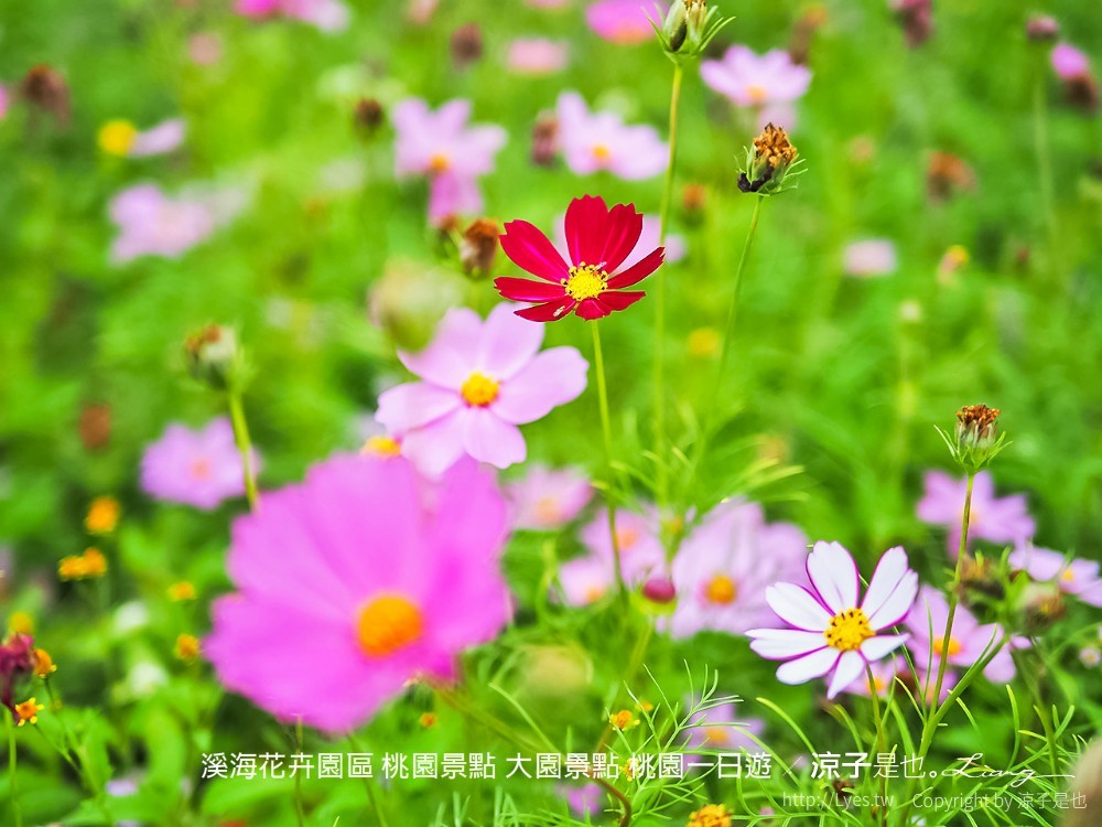 溪海花卉園區 桃園景點 大園景點 桃園一日遊