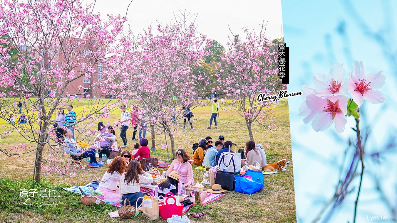 南投景點-暨南大學櫻花季 2021最新花況 埔里親子賞櫻兼野餐趣