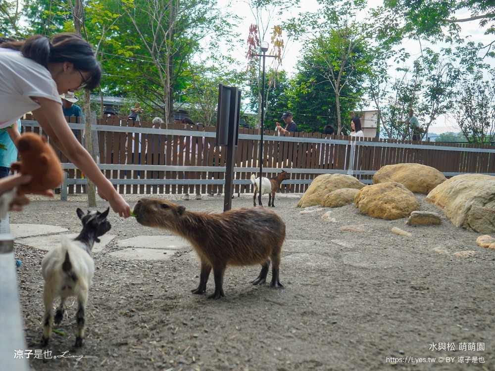 水與松萌萌園 門票 埔里 親子景點 動物園 埔里一日遊推薦 南投農場 羊駝 水豚君 南投景點