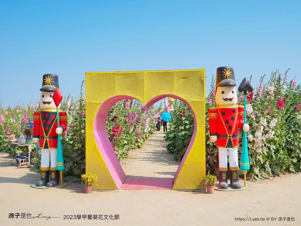 學甲蜀葵花文化節 2023 蜀葵花季 一丈紅迷宮 紫色鼠尾草 季節 花況 交通 學甲景點