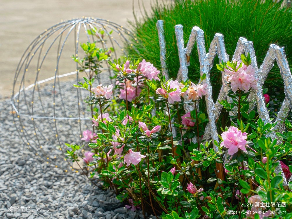 萬金杜鵑花展2025 金山中山溫泉公園 新北景點 北海岸活動 交通 展期 花藝造景 打卡必拍 懶人包