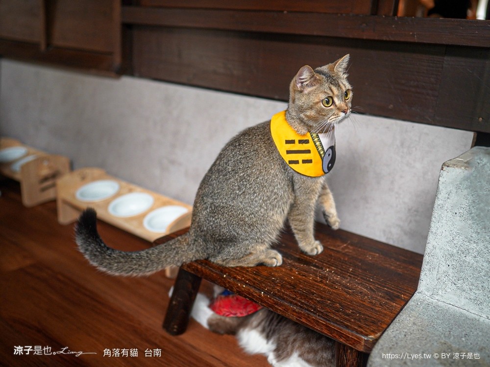 台南角落有貓 菜單 台南 貓咪咖啡廳 老宅餐廳 台南美食推薦 親子景點 日式老宅 貓奴 甜點