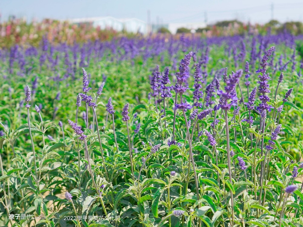 學甲蜀葵花文化節 2023 蜀葵花季 一丈紅迷宮 紫色鼠尾草 季節 花況 交通 學甲景點