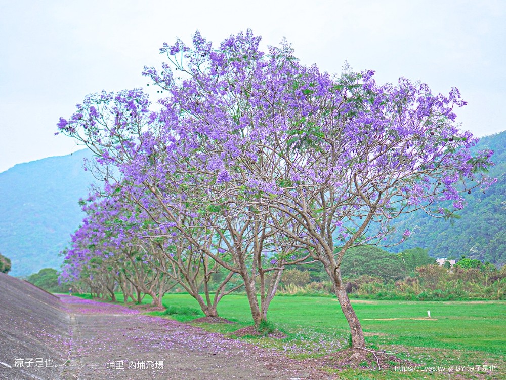 埔里景點 埔里內埔飛場 南投藍花楹花道 欒樹親子景點 賞花秘境 草地野餐 放風箏 玩球