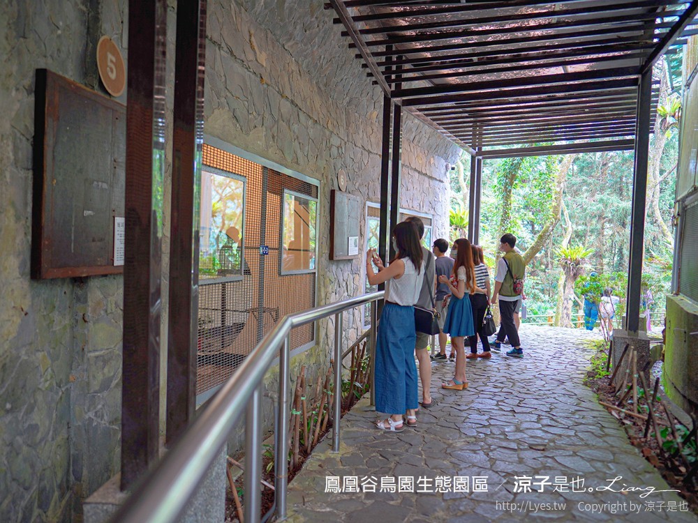 鳳凰谷鳥園生態園區 南投 親子景點 森林溜滑梯 賞鳥 DIY 鹿谷 步道 吊橋 瀑布
