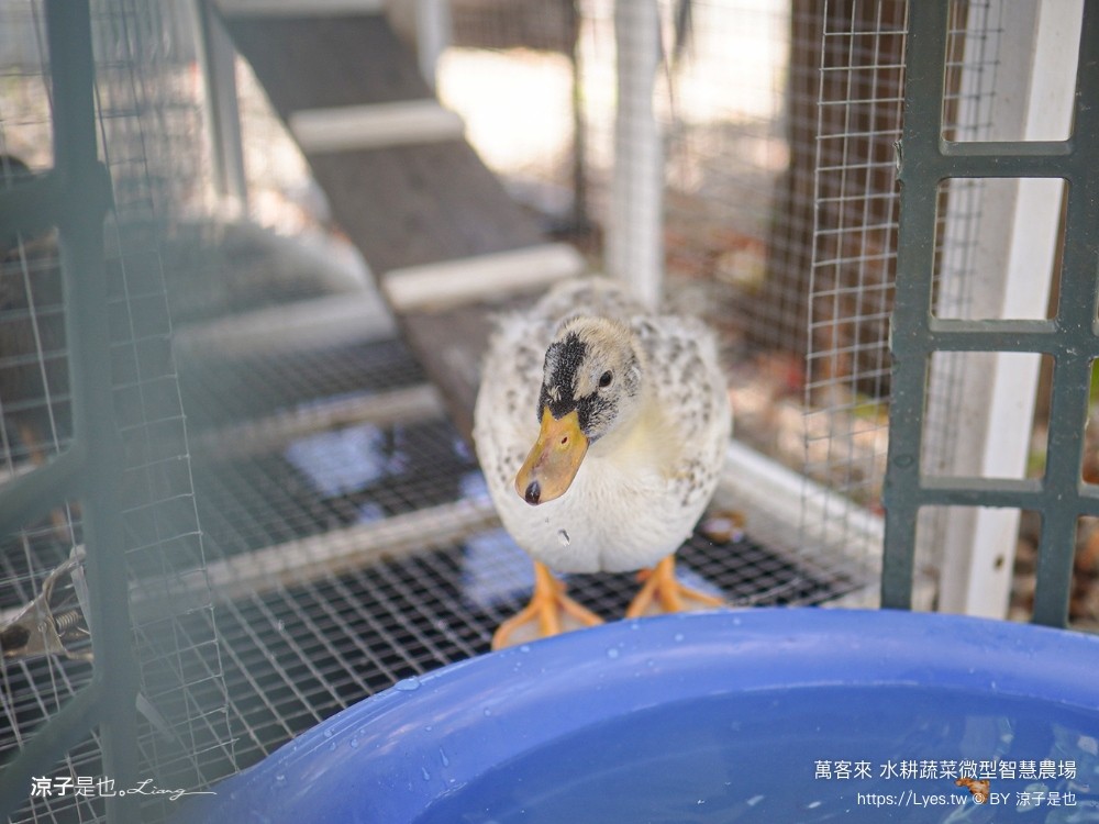 萬客來水耕蔬菜微型智慧農場 菜單 台南餐廳 台南美食 玻璃屋餐廳 台南景觀餐廳 早午餐