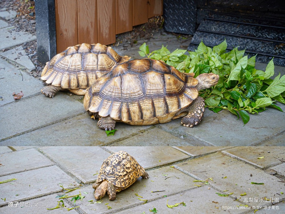 鳳梨屋水上莊園 宜蘭景點 一日遊 鳳梨屋門票 戲水池 動物園 水豚君 網美景點 水簾鞦韆 鳳梨泳池 餵羊 宜蘭豪華懶人露營 Villa 網美景點