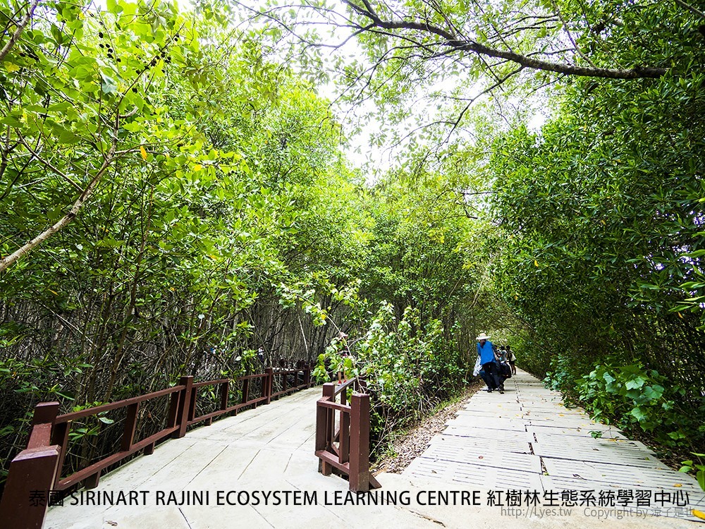 泰國 SIRINART RAJINI ECOSYSTEM LEARNING CENTRE 紅樹林生態系統學習中心