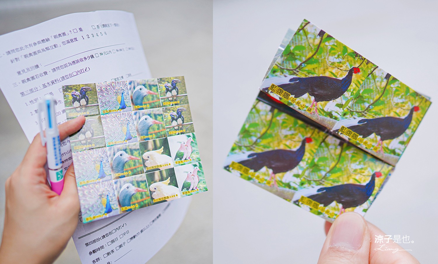 南投-鳳凰谷鳥園生態園區 推薦12大賞鳥主題區 x 森林溜滑梯 x 紙飛鳥DIY x 金剛鸚鵡互動 南投親子景點 來森林步道走走吧！