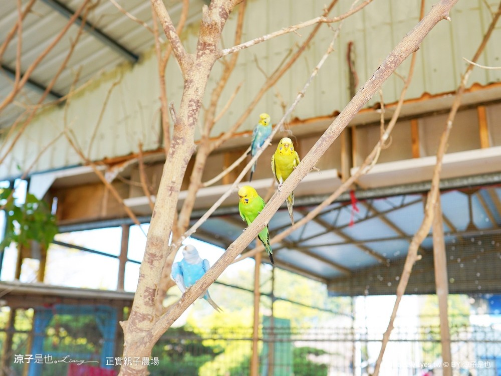 正實親子農場 門票 彰化 親子景點 撿雞蛋 氣墊樂園 溜滑梯 免費 餵小動物體驗 沙坑