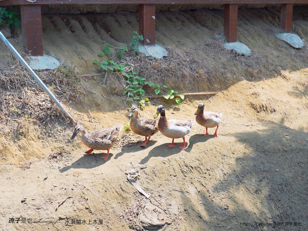 水瀨閣 菜單 台南景點 水上木屋景觀餐廳 峇里島風 海鮮餐廳 親子 沙坑 餵魚 下午茶