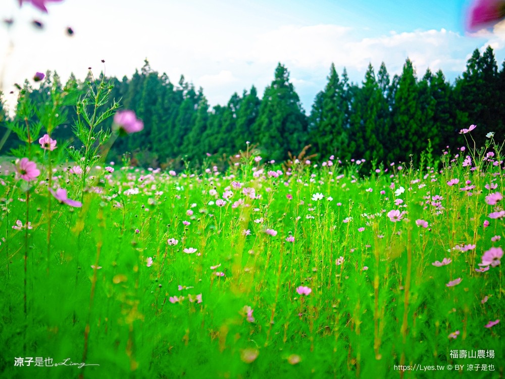 福壽山農場 民宿房型 住宿 露營 蘋果