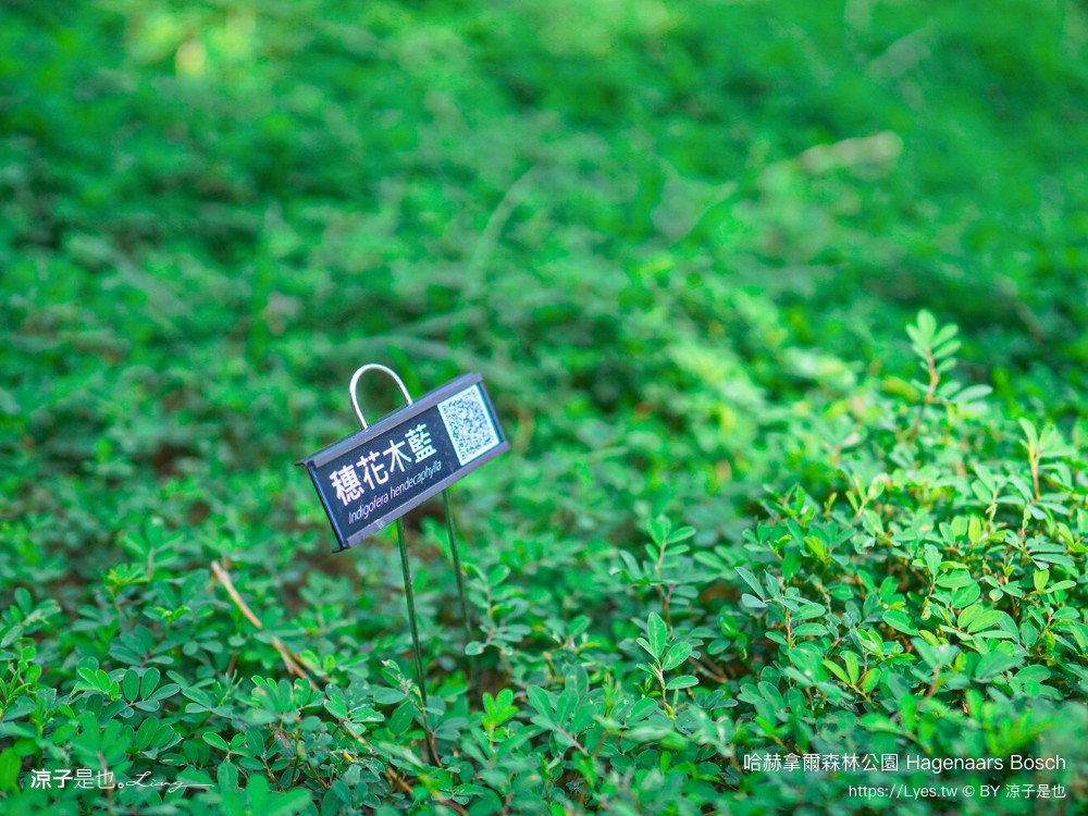 哈赫拿爾森林公園 台南景點 最新公園 森林秘境 開放時間 綠化 生態公園 交通 親子 hagenaars bosch