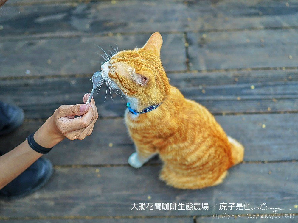 大鋤花間 咖啡生態農場 菜單 台南景點 台南東山175咖啡公路 咖啡館 景觀餐廳