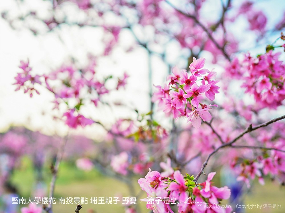 暨南大學櫻花 南投景點 埔里親子 野餐