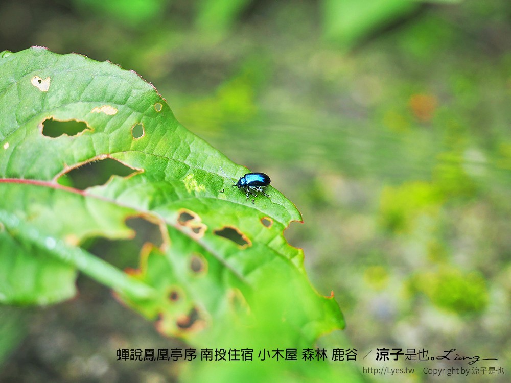 蟬說鳳凰亭序 南投住宿 小木屋 森林 鹿谷