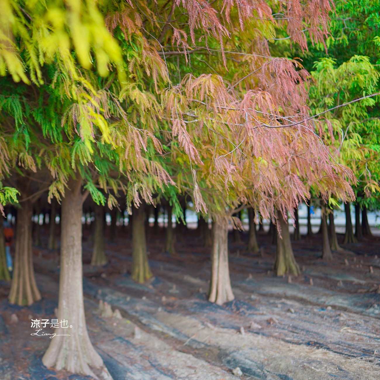 台南六甲落羽松森林秘境 台南景點 親子 2022 交通 停車場 台南一日遊 季節