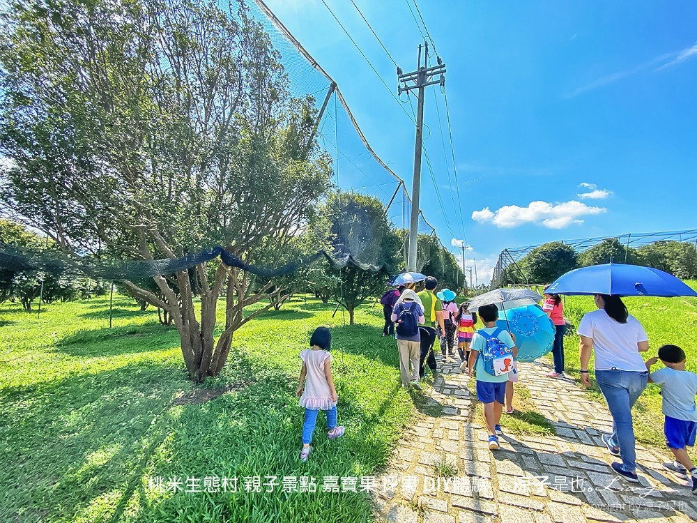 桃米生態村 南投埔里 親子景點 嘉寶果 採果 diy體驗