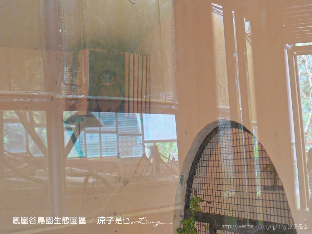 鳳凰谷鳥園生態園區 南投 親子景點 森林溜滑梯 賞鳥 DIY 鹿谷 步道 吊橋 瀑布