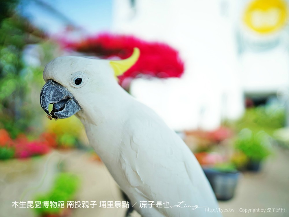 木生昆蟲博物館 南投親子 埔里景點