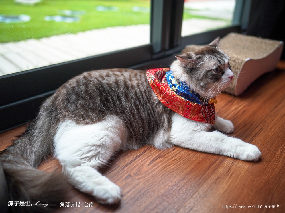台南角落有貓 菜單 台南 貓咪咖啡廳 老宅餐廳 台南美食推薦 親子景點 日式老宅 貓奴 甜點