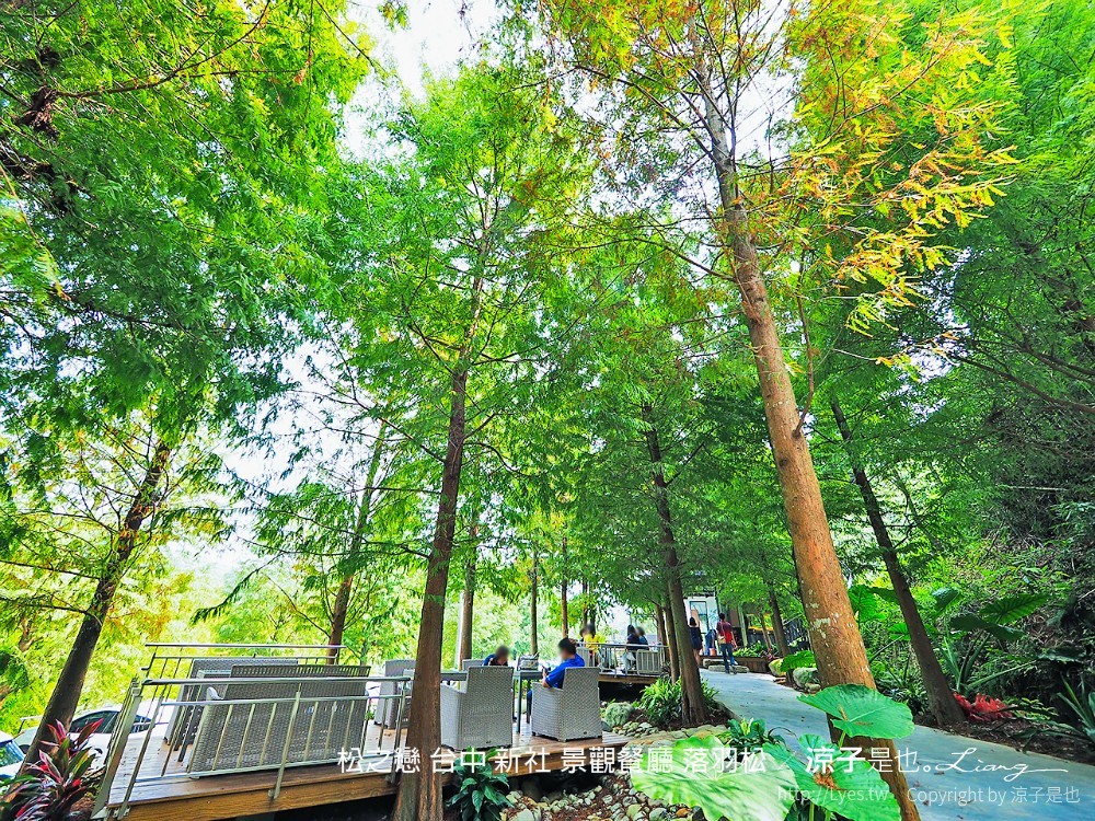 松之戀 台中 新社 景觀餐廳 落羽松
