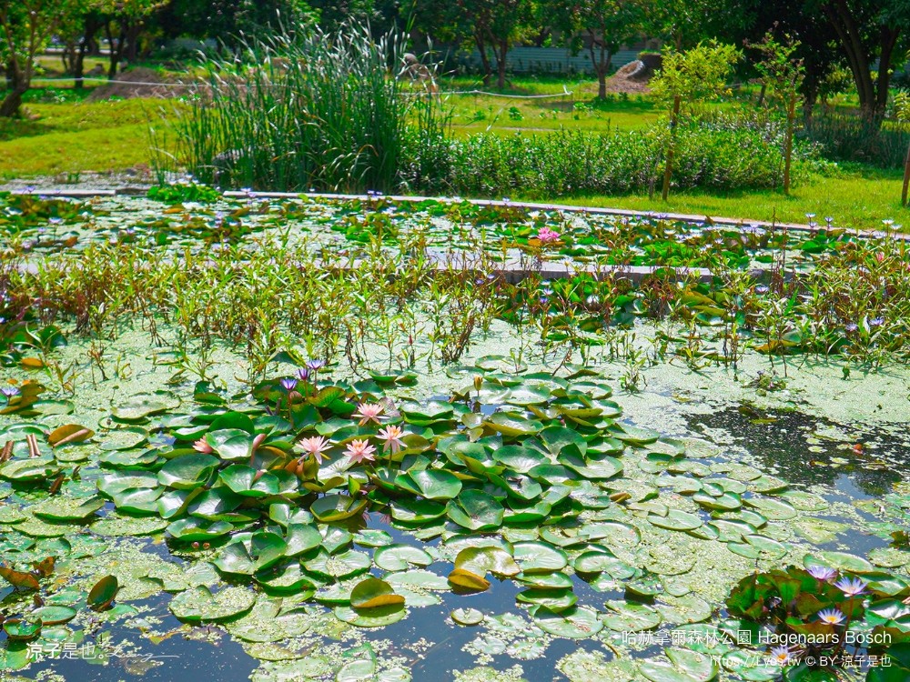 哈赫拿爾森林公園 台南景點 最新公園 森林秘境 開放時間 綠化 生態公園 交通 親子 hagenaars bosch
