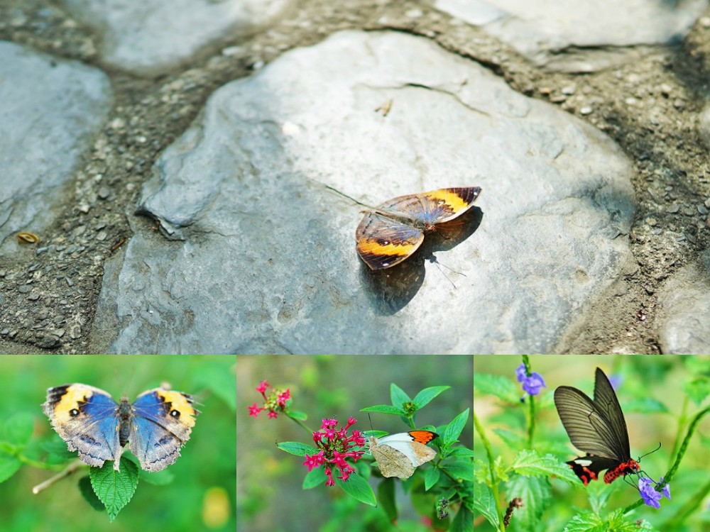 南投埔里-木生昆蟲博物館 蝴蝶小鎮生態休閒園區 專業導覽帶小孩親近蝴蝶昆蟲 埔里親子景點
