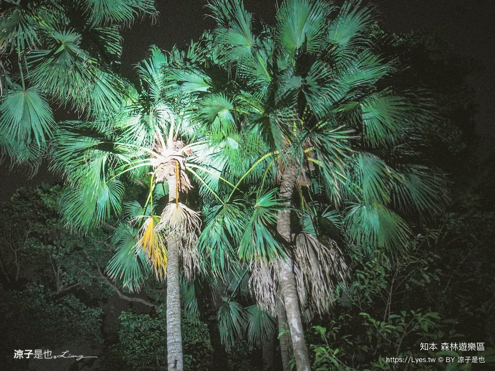 知本森林遊樂區 台東親子景點 夜探知森 夜間導覽 星象導覽 國家森林 台東景點 知本景點