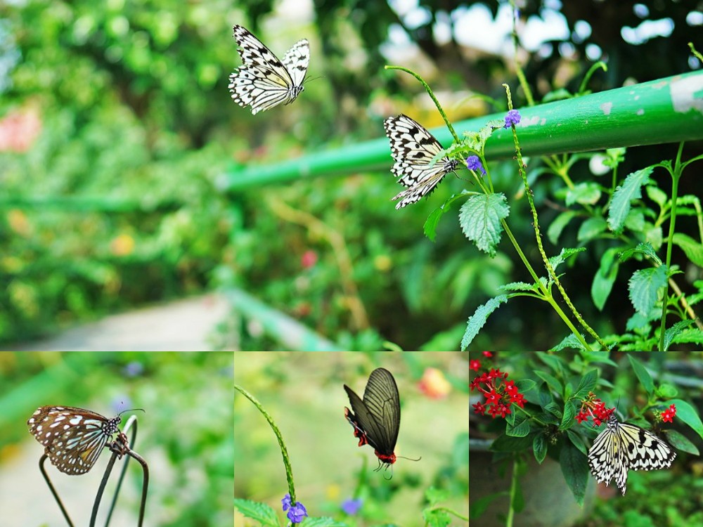 南投埔里-木生昆蟲博物館 蝴蝶小鎮生態休閒園區 專業導覽帶小孩親近蝴蝶昆蟲 埔里親子景點