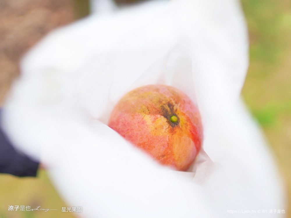 星光 親子景點 免費採果活動 台南農場 台南露營 diy 採芒果體驗 自然的鬥士