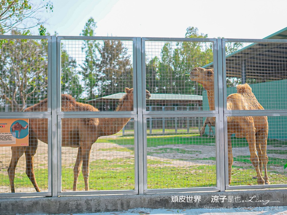 頑皮世界野生動物園攻略 門票優惠 台南親子景點 南台灣動物園 水豚君 長頸鹿 遊樂設施 戲水池