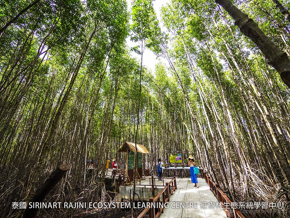 泰國 SIRINART RAJINI ECOSYSTEM LEARNING CENTRE 紅樹林生態系統學習中心