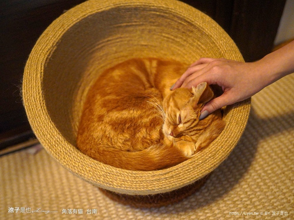 台南角落有貓 菜單 台南 貓咪咖啡廳 老宅餐廳 台南美食推薦 親子景點 日式老宅 貓奴 甜點