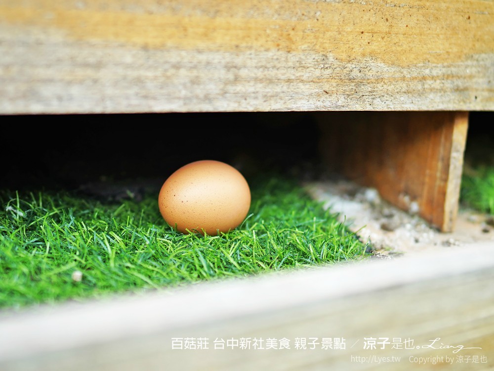 百菇莊 台中新社美食 親子景點