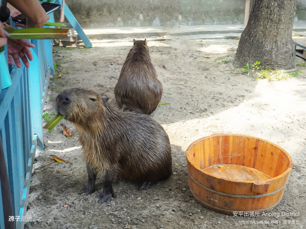 安平出張所 台南安平景點 免費水豚景點 親子 diy 誕生鹽御守 日式建築 台南伴手禮 安平一日遊