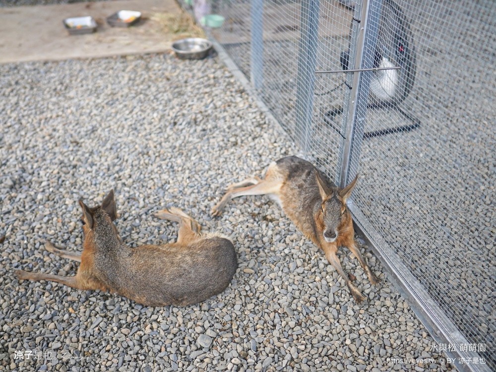水與松萌萌園 門票 埔里 親子景點 動物園 埔里一日遊推薦 南投農場 羊駝 水豚君 南投景點