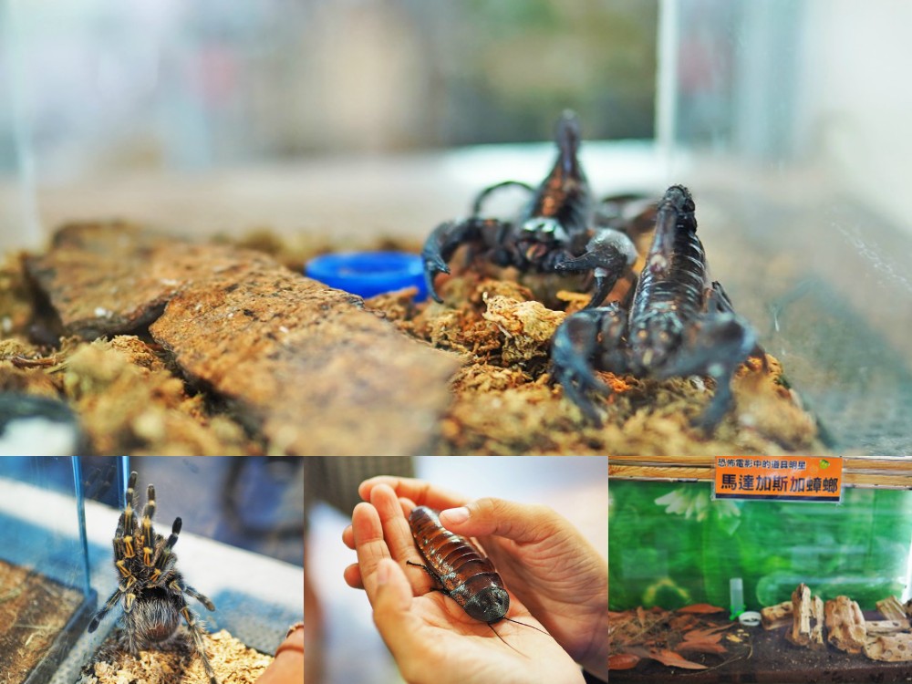 南投埔里-木生昆蟲博物館 蝴蝶小鎮生態休閒園區 專業導覽帶小孩親近蝴蝶昆蟲 埔里親子景點