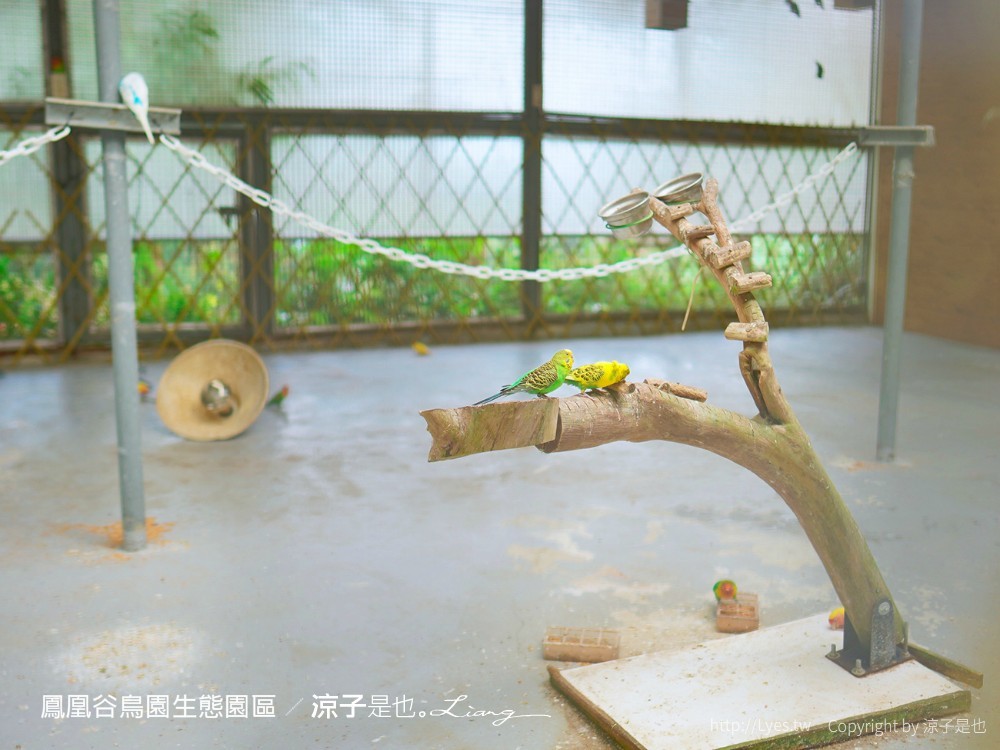 鳳凰谷鳥園生態園區 南投 親子景點 森林溜滑梯 賞鳥 DIY 鹿谷 步道 吊橋 瀑布