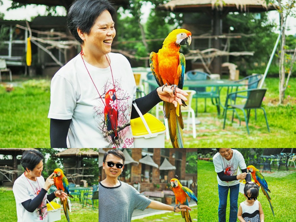 新社景點-櫻花鳥森林 迷你小火車x溜滑梯戲水區x鸚鵡放飛秀x露營 不止花好拍 親子旅遊也好玩！