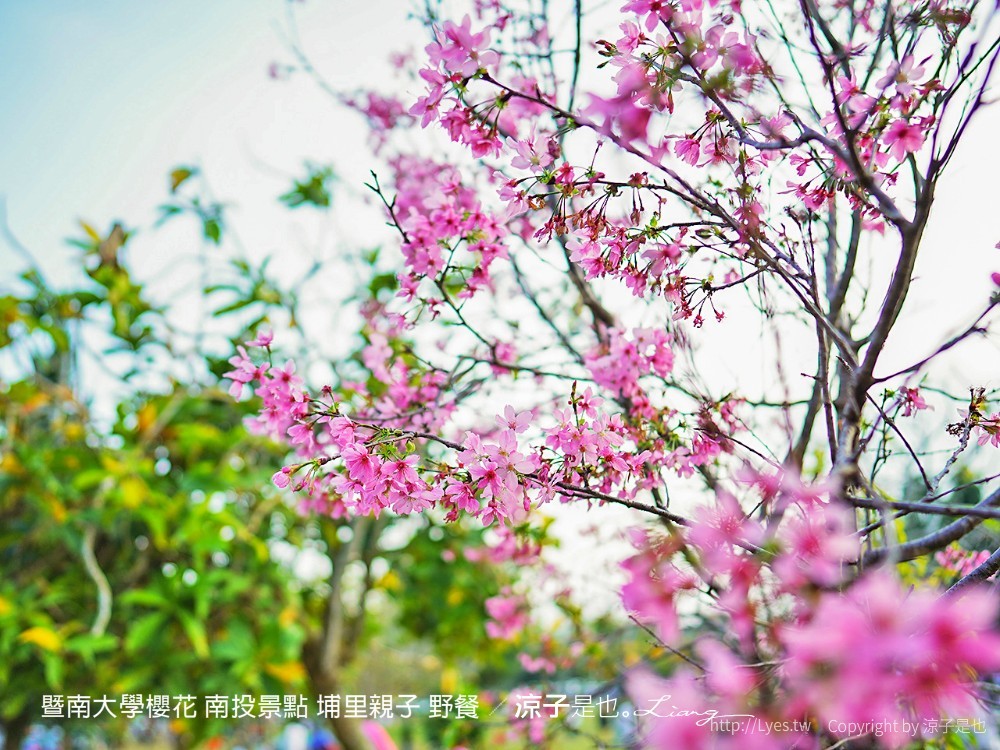 暨南大學櫻花 南投景點 埔里親子 野餐