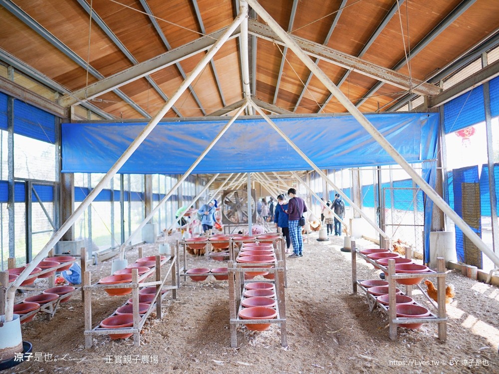 正實親子農場 門票 彰化 親子景點 撿雞蛋 氣墊樂園 溜滑梯 免費 餵小動物體驗 沙坑