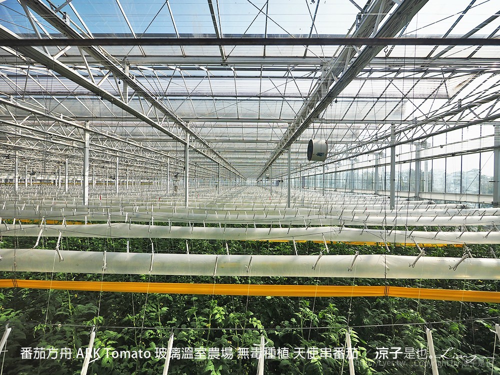 番茄方舟 ARK Tomato 玻璃溫室農場 無毒種植 天使串番茄