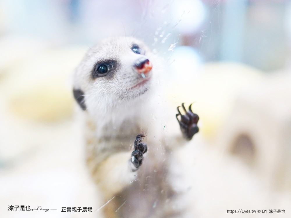 正實親子農場 門票 彰化 親子景點 撿雞蛋 氣墊樂園 溜滑梯 免費 餵小動物體驗 沙坑